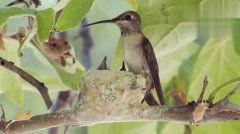 国产蜂鸟在线观看视频,在线观看，探索智能无人机新篇章