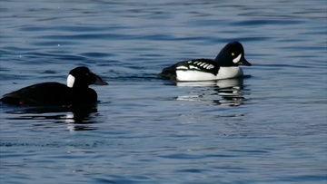 国产鸭子免费视频