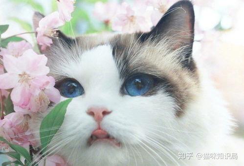 猫咪视频国产第五页,萌宠瞬间，治愈心灵  第2张