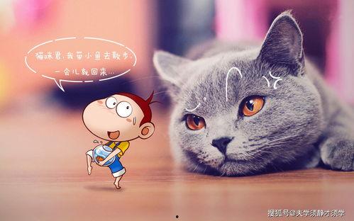 猫咪视频国产第五页,萌宠瞬间，治愈心灵  第3张